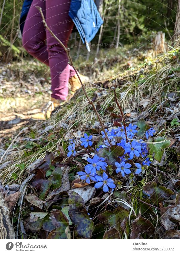 On the roadside liverworts are in full bloom. Around them, everything is still marked by winter. Tentatively, the green of spring is asserting itself. In the background, a young girl walks bravely through nature.