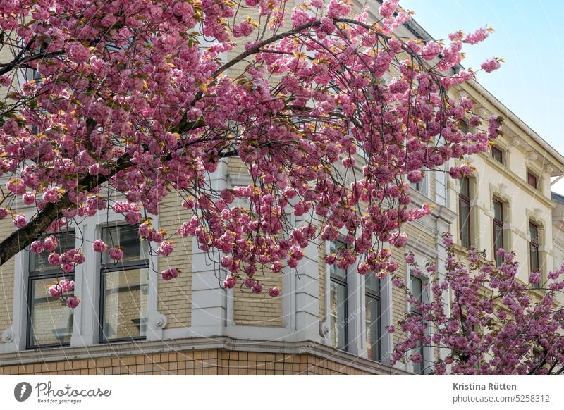 cherry blossoms and old building Cherry blossom Architecture House (Residential Structure) Building Old building Facade Historic Cherry tree Spring Pink Season