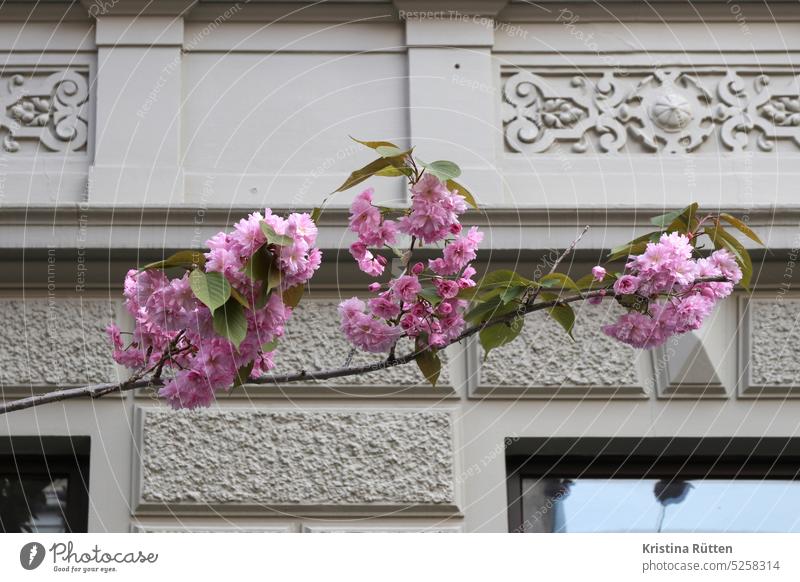 cherry blossom and house facade Cherry blossom Architecture House (Residential Structure) Building Old building Facade Historic Cherry tree Spring blossoms Pink