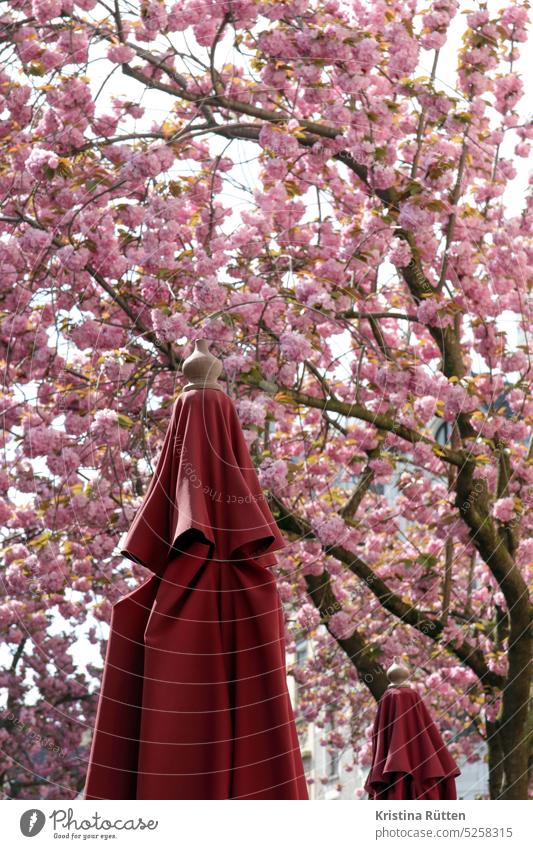 parasols and cherry blossoms Cherry blossom Sunshade Cherry tree Spring Pink Season spring ornamental cherries