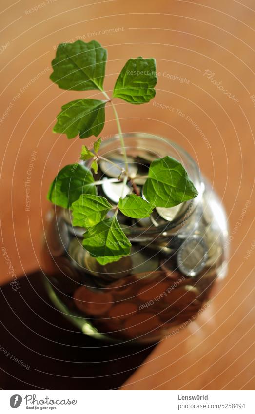Sustainable business success - plant growing out of glass jar filled with money account background economy growth invest investment investment concept