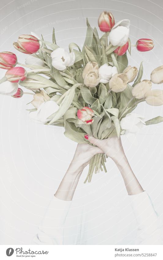 Two hands hold a bouquet of tulips Ostrich Bouquet flowers Spring Plant Tulip Decoration Blossom Interior shot white background