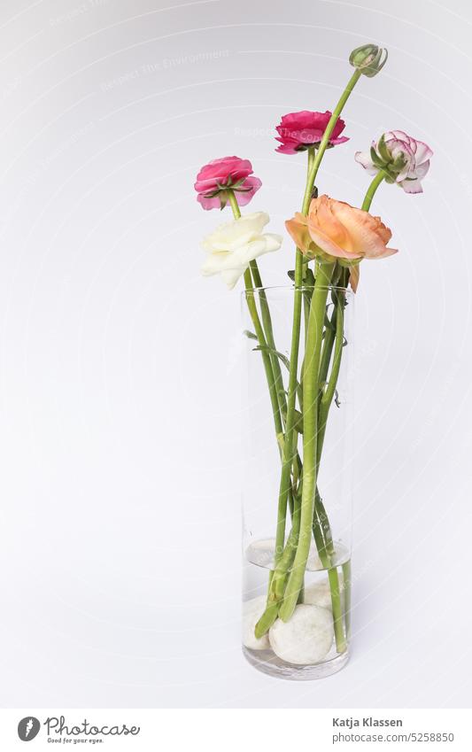 A transparent vase with the colorful flowers in the white background Vase glass vase Flower Colour photo Deserted Blossoming Spring Green Bouquet Decoration