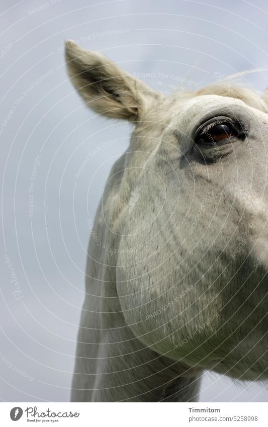 A large animal Horse Animal Head Ear Eyes Neck Pelt partial view Sky Looking Animal portrait 1
