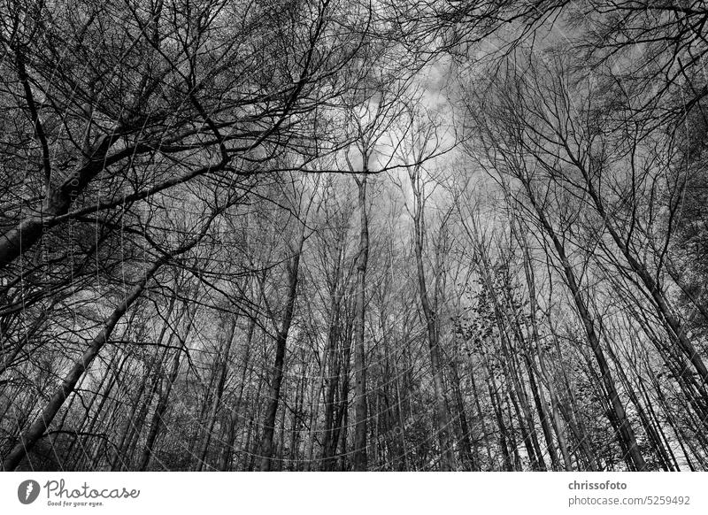 forest life Forest Nature Sky Black & white photo Life creatively Inaccurate opaque Overview Tree