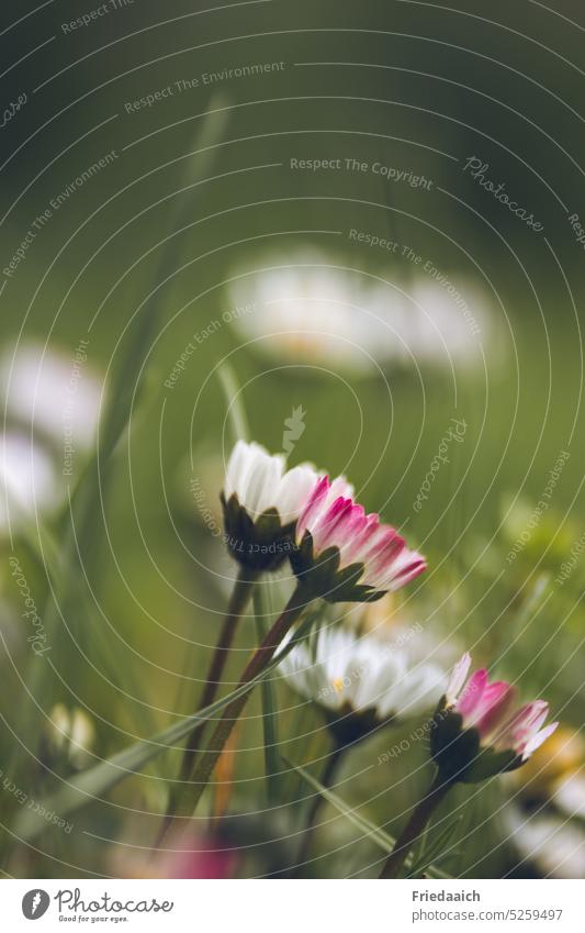 Daisies from the frog's eye view Daisy Meadow Meadow flower Flower meadow Grass Nature Blossoming Close-up Spring Green White Pink Delicate Small Wild plant