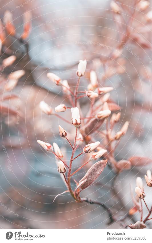 Branch of a copper rock pear with flowers still closed Bud Flowering plant flowering shrub Spring Nature Blossom Plant Colour photo Close-up Blossoming buds
