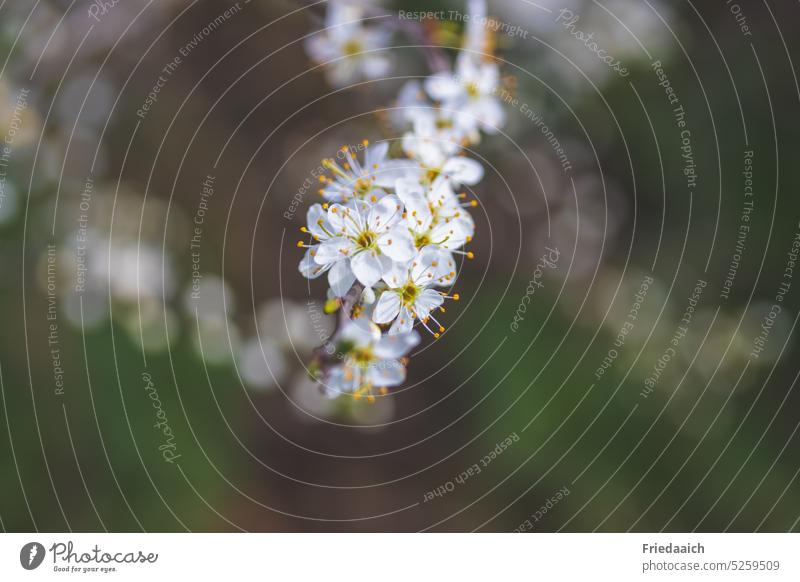 Sloe flower branch flowering twig Twig Blossom Spring Plant Nature White pretty Blossoming Exterior shot Close-up Colour photo Growth Shallow depth of field