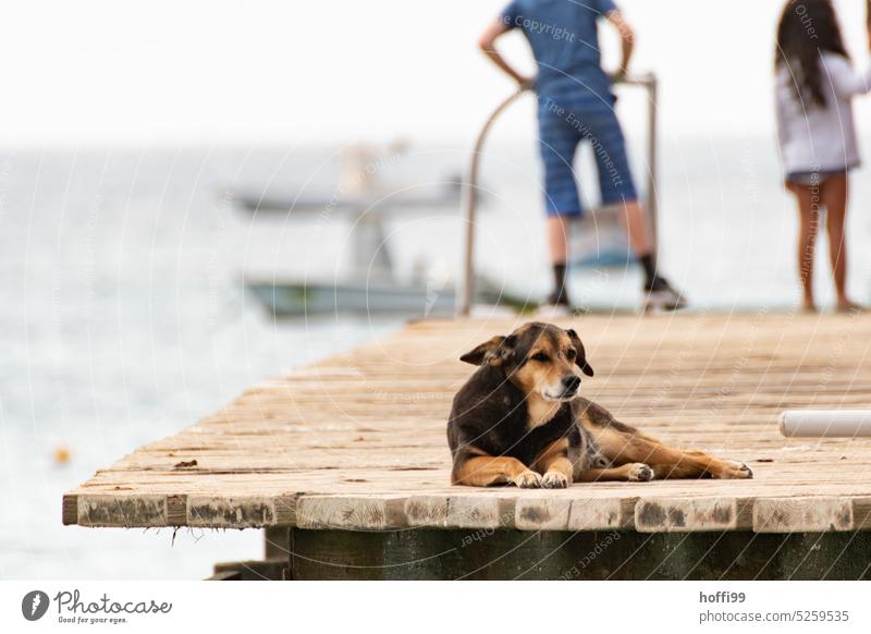 the dog is resting on the jetty - nothing is really important now Break Relaxation relax Rest tranquillity Dog Summer To enjoy Calm Serene Contentment Lie chill