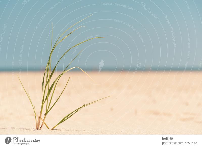 Tentative growth on the beach Sand coast Relaxation North Sea coast Marram grass Island Stage Blue background Blue sky tranquil setting Summer Landscape