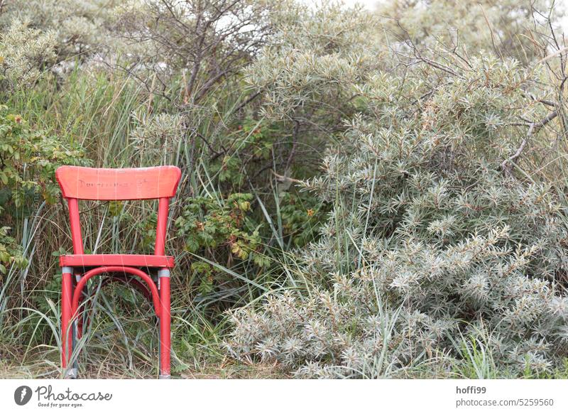 a red chair in front of a thicket of broom and sea buckthorn Red chair Chair chairs Seating thickets Free undergrowth Broom Sallow thorn Empty Absurd Abstract