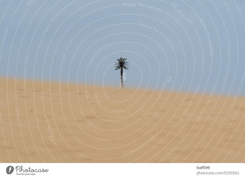a palm tree in the desert Palm tree Desert duene stage Sand Sandstorm Hill Summer Adventure Beach Sky Landscape coast Loneliness Far-off places Wind Warmth