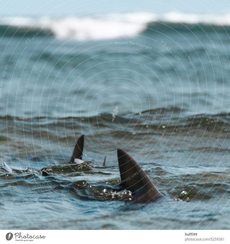 The sharks cavort in the water Shark Shark fins Fish Dangerous Threat Fear Swell Shark Group Wildlife Freedom ocean Atlantic Ocean Atlantic coast Animal