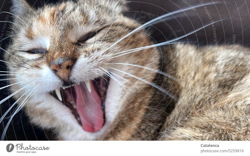 Slept in, cat yawns extensively Brown daylight Day Looking Pelt Cute Pet Animal portrait Domestic cat Cat feline Mammal fauna Yawn Muzzle Teeth Tongue Whiskers