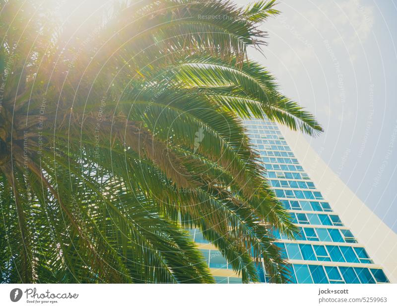 Palm fronds provide shade on hot sunny day Palm tree Plant Sunlight sunshine Facade Summer Tree Exotic High-rise Sky Nature Beautiful weather Environment