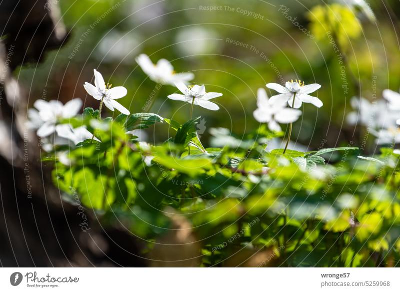 Blooming anemone in the light forest Adonis rose Flowers and plants Spring flowering plant Forest Wood anemone sparse forest Beech wood Woodground