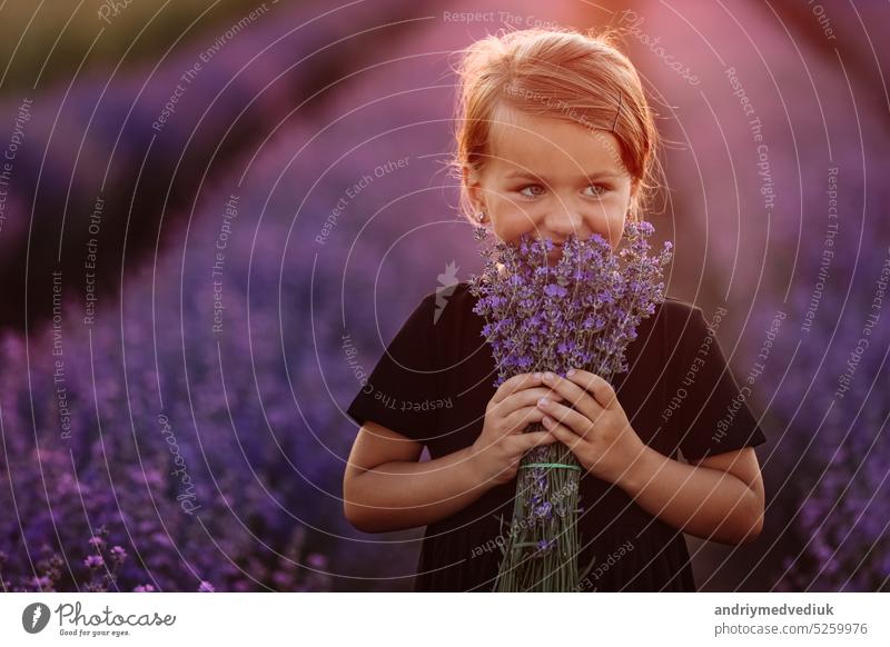 Portrait of a cute girl with a bouquet of lavender flowers in her hands. A child is walking in a field of lavender on sunset. Kid in black dress is having fun on nature on summer holiday vacation.