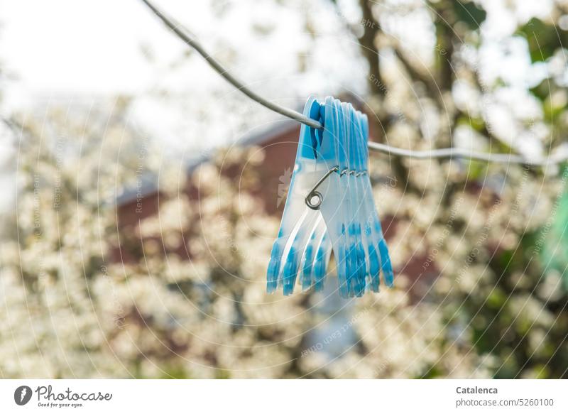 Blue clothespins hang on clothesline in front of hawthorn hedge in bloom Nature Hedge Hawthorn Garden blossoms fragrances Clothes peg Spring White Hang Day