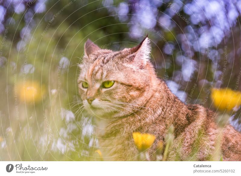 The cat on the meadow with dandelion vigilantly observes its surroundings Nature fauna Mammal Animal feline Cat Domestic cat Animal portrait Pet Meadow Grass