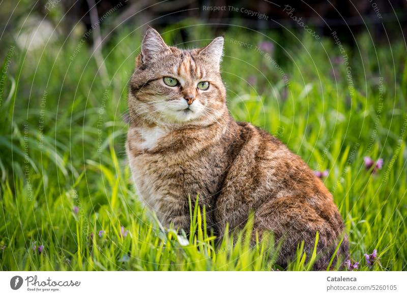 The cat on the meadow sits there and watchfully observes its surroundings Nature fauna Mammal Animal feline Cat Domestic cat Animal portrait Pet Meadow Grass