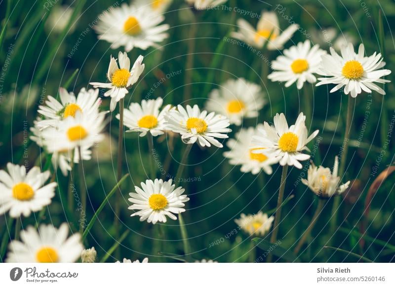 flowering daisies Daisy Flower Meadow Summer Green Grass Spring Nature Blossom Plant White Close-up Garden Colour photo Blossoming Exterior shot Flower meadow