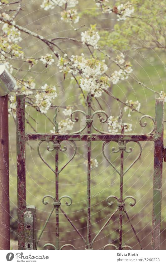 old rusty garden gate - cherry blossoms in background Garden Gardening Nature Plant Green Growth naturally Spring Close-up Environment Exterior shot Colour