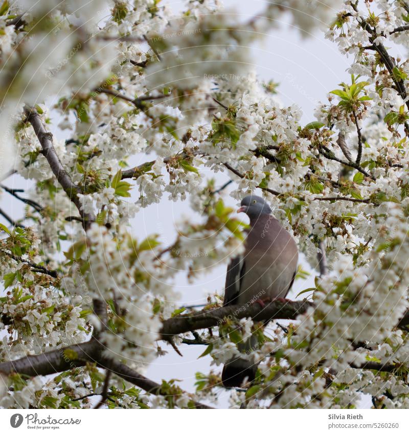 A dove sits in a flowering cherry tree Pigeon Bird Flying Sky Animal Exterior shot Colour photo Deserted Nature Cherry blossom Cherry tree cherry blossom