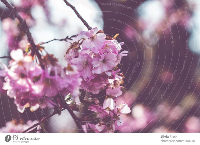 Pink Japanese Cherry Blossoms pink Plant Nature Blossoming Spring pretty naturally Garden Close-up Colour photo Delicate blurriness Detail