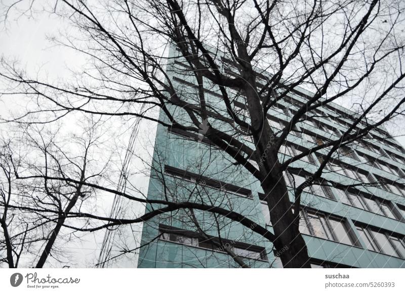 tree in front of house urban House (Residential Structure) Town Tree branches Autumn Winter Cold bleak Building ramified Twigs and branches Bleak Environment