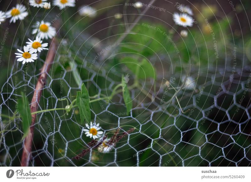 flowers behind wire fence little flowers Daisy Chamomile Fence Wire fence Wire netting fence Green Nature Growth unstoppable Captured Border Garden plot