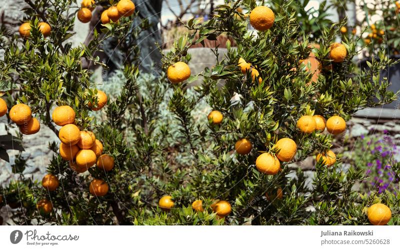 Chinotto bush in sunlight ready for harvesting Sun Spring Summer Harvest Plantation agrarian Extend out Detail freshness Italy Eating naturally Fruity Organic