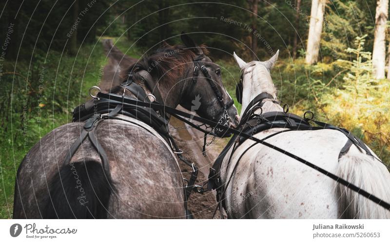 Horses in front of a carriage in the forest Spring Summer Forest Day Exterior shot closeness to nature Coachman Tree Nature Animal Environment Farm animal Ride