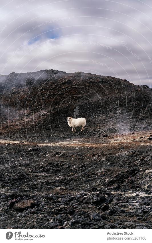 Sheep on dry volcanic field sheep graze countryside domestic nature animal iceland europe peaceful rural cloudy route volcano livestock harmony mammal pasture