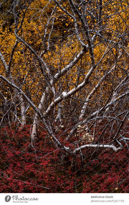 Colorful autumn forest on overcast day nature branch tree birch season bush environment gloomy plant woods fall leafless flora woodland colorful foliage grow