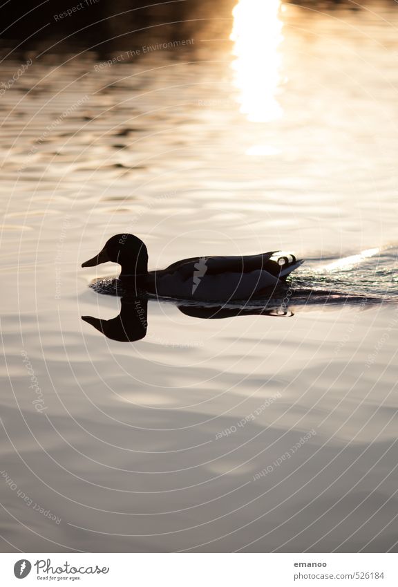 mirror ducklet Nature Animal Water Sun Climate Weather Pond Lake Bird 1 Swimming & Bathing Wet Natural Wild Soft Gold Black Duck Lake Constance Mirror image