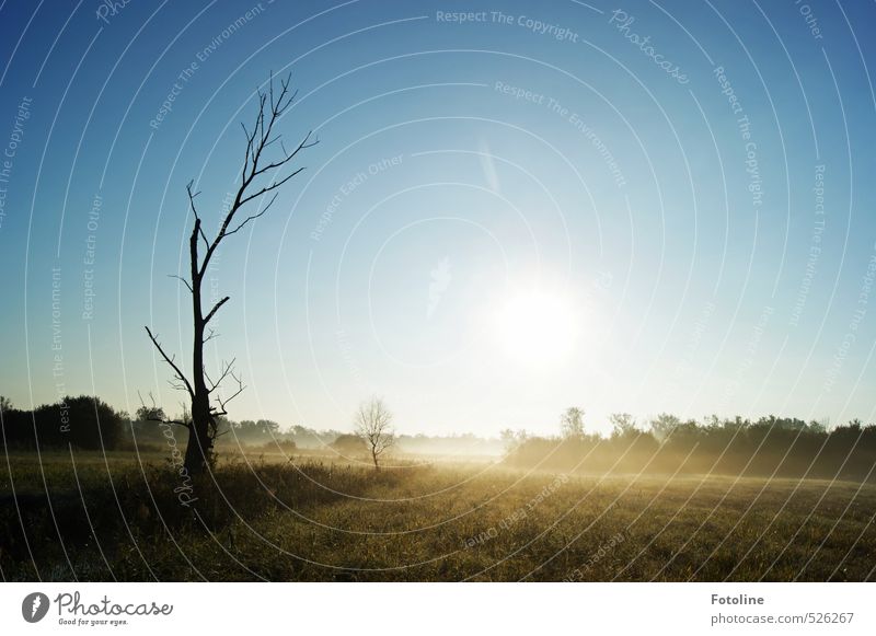 777 It's getting frosty now. Environment Nature Landscape Plant Sky Cloudless sky Sun Autumn Tree Meadow Field Bright Cold Natural Blue Black White Colour photo