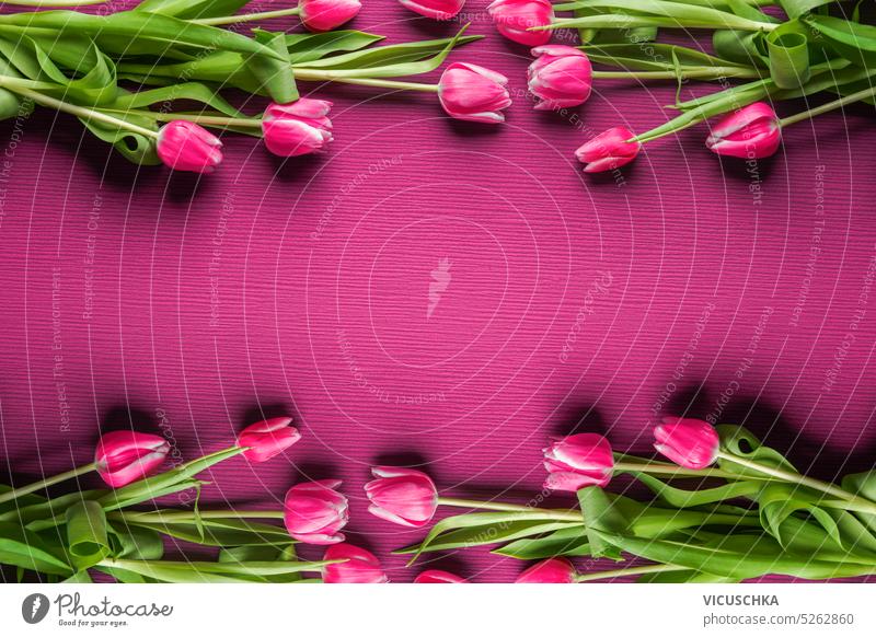 Frame of pink tulips , top view frame springtime above bloom floral holiday bouquet flower background bunch fresh