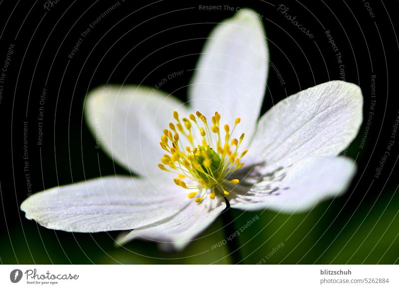 Anemone flower Flower Plant anemone Wood anemone Blossom macro Macro (Extreme close-up) Nature Close-up Blossoming Shallow depth of field Detail
