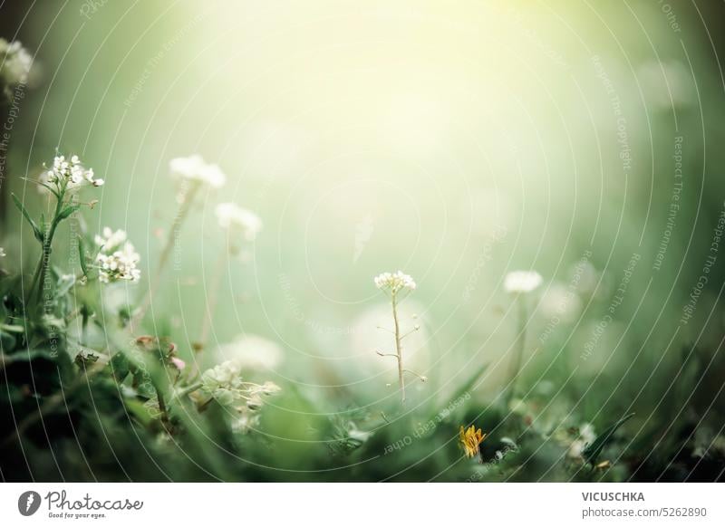 Beautiful summer nature background with green grass and white flowers, soft focus. Outdoor beautiful outdoor wildflower pretty blooming rural floral natural