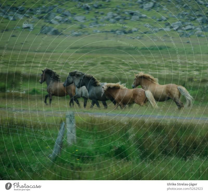 galloping Icelandic horses island horses Horse Animal Gallop Meadow Willow tree Movement Green Brown Wild Landscape Outdoors Free Freedom Rural Herd