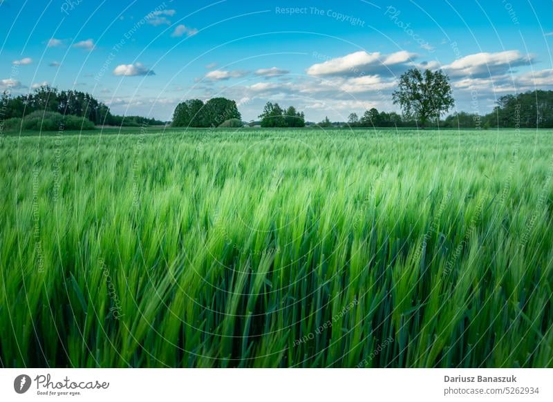 Green barley field and clouds on blue sky green wheat crop agriculture landscape nature countryside farm plant spring grain rural cereal grass summer growth