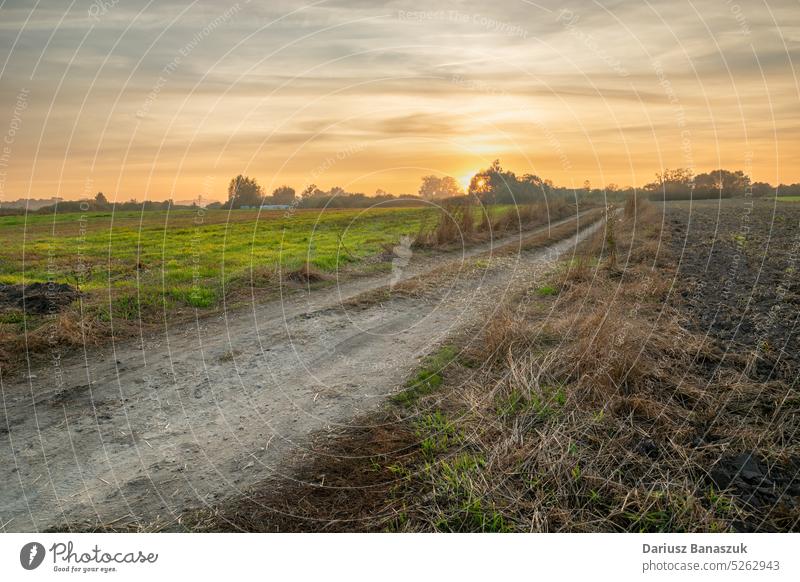 Dirt road through the fields and evening sunset sky nature grass summer rural landscape horizon meadow sunlight cloud country dirt view agriculture background