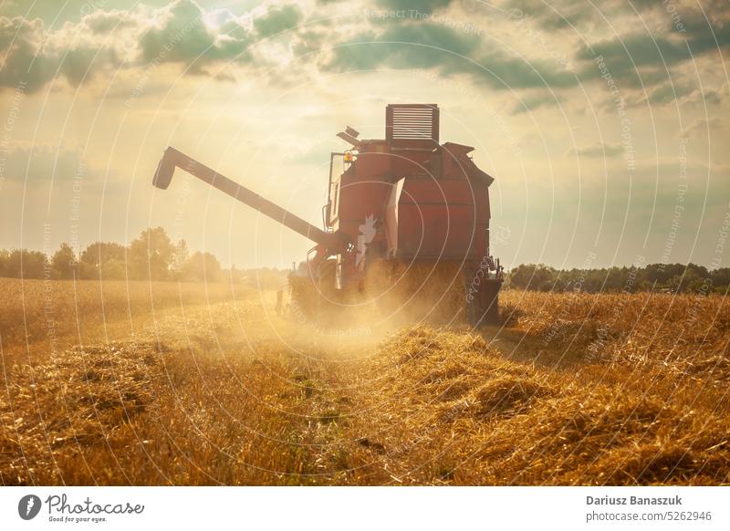 A large agricultural harvester mowing in a field with grain farming machine harvesting crop rural gold industry agriculture machinery countryside food farmland