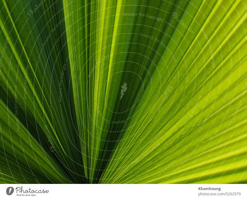 Palm leaf nature background with selective focus palm pattern abstract growth plant palm leaf striped freshness textured sunlight botany closeup summer tree