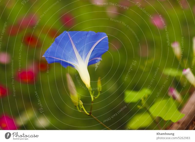 Heavenly blue morning glory flower nature background with selective focus botanical flora blossom blooming garden floral closeup leaf petal plant purple