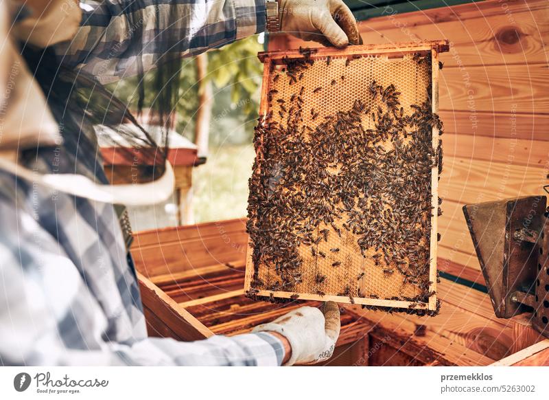 Beekeeper working in apiary. Drawing out the honeycomb from the hive with bees on honeycomb. Harvest time in apiary honeybee beekeeper apiculture beekeeping