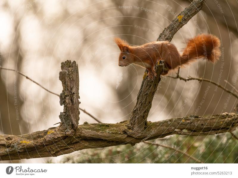 red squirrel sets to jump Squirrel Acorn Nature Animal Cute Pelt Wild animal Exterior shot Rodent Colour photo Small Deserted Animal portrait Curiosity