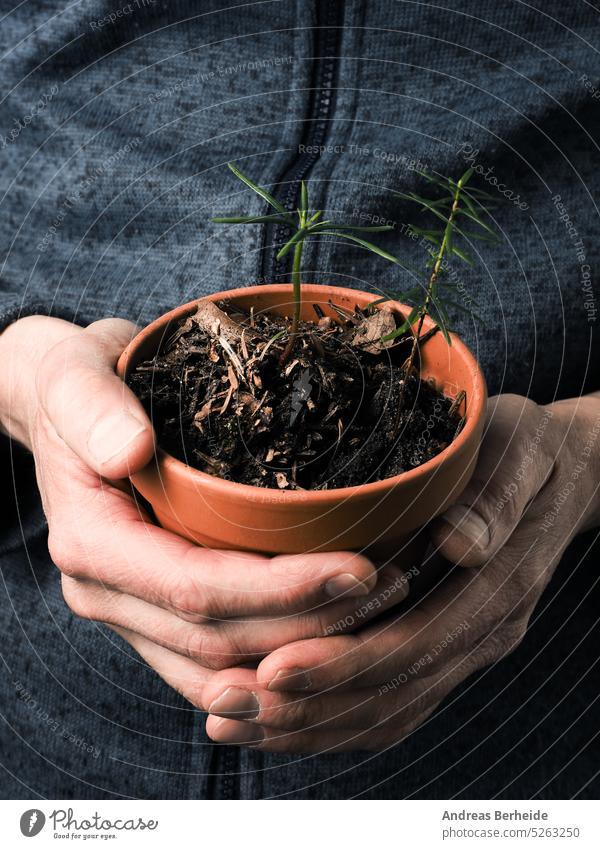 A gardener holds a plant pot with various fir trees seedlings reforestation change climate carbonioxid storage carbon dioxide absorption co2 absorption