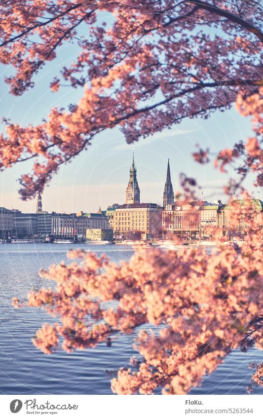 Cherry blossom in Hamburg city center downtown Alster Hamburg city hall cherry blossom pink Exterior shot Colour photo Town Tourist Attraction Downtown