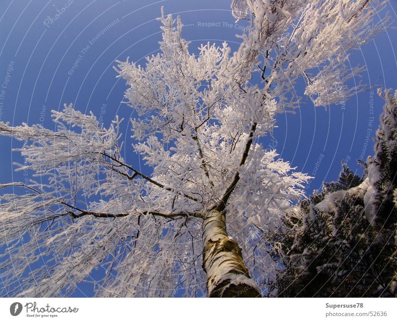 winter Winter Tree Birch tree White Blue Sky Snow Ice